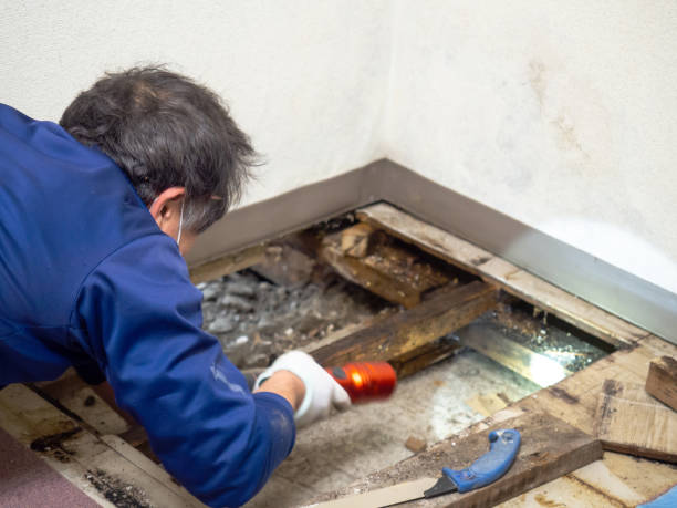 Best Health and Safety Mold Remediation in Rice Lake, MN