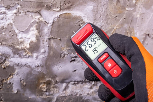 Best Preventive Mold Services in Rice Lake, MN