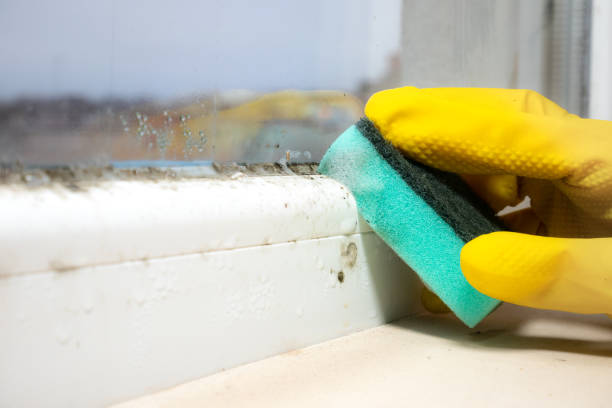 Best Industrial Mold Remediation in Rice Lake, MN