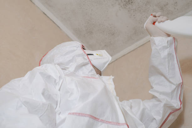 Best DIY Mold Remediation Support Services in Rice Lake, MN