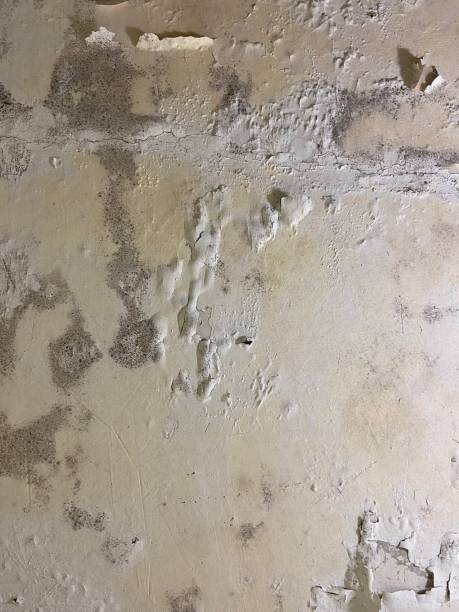 Best Attic Mold Remediation in Rice Lake, MN