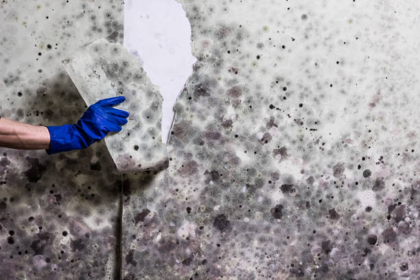 Best Mold Remediation for Schools in Rice Lake, MN